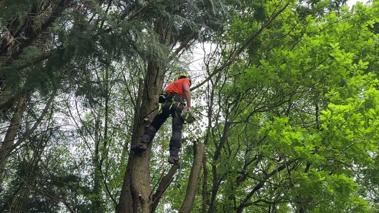 How Our Tree Care Process Works  in West Jordan, UT